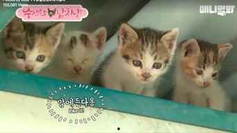 娱乐吃瓜酱猫妈妈视频下载